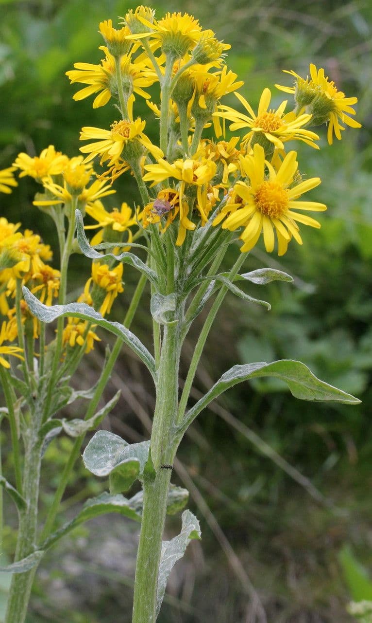 Tephroseris 7