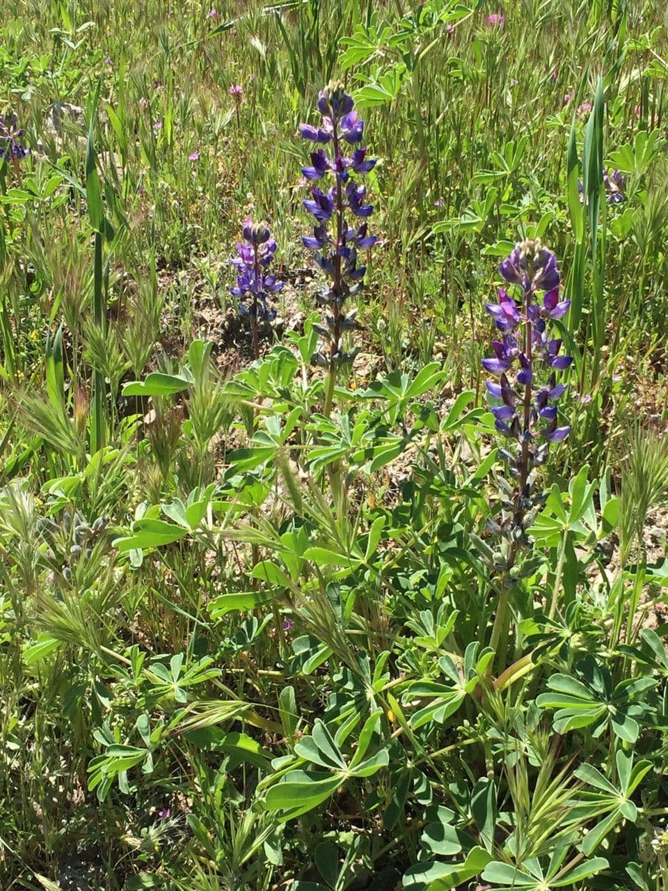 Dichtblütige Lupine 10