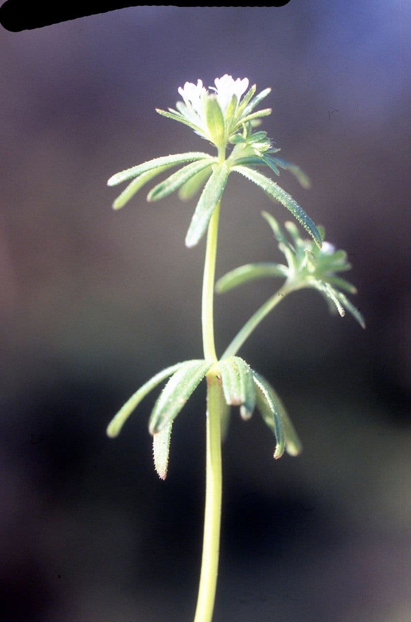 Asperula 17