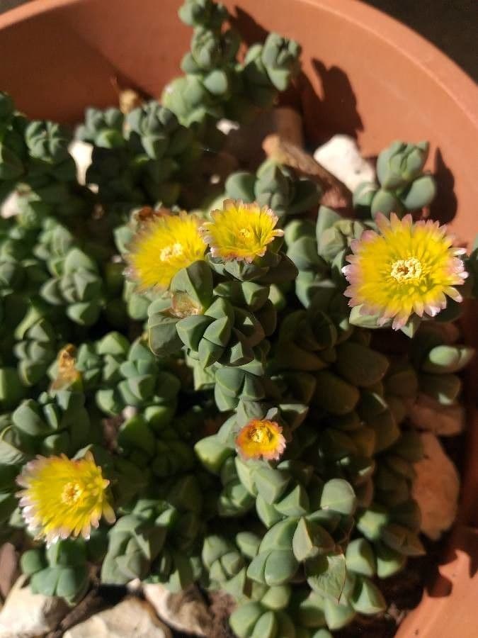 Corpuscularia