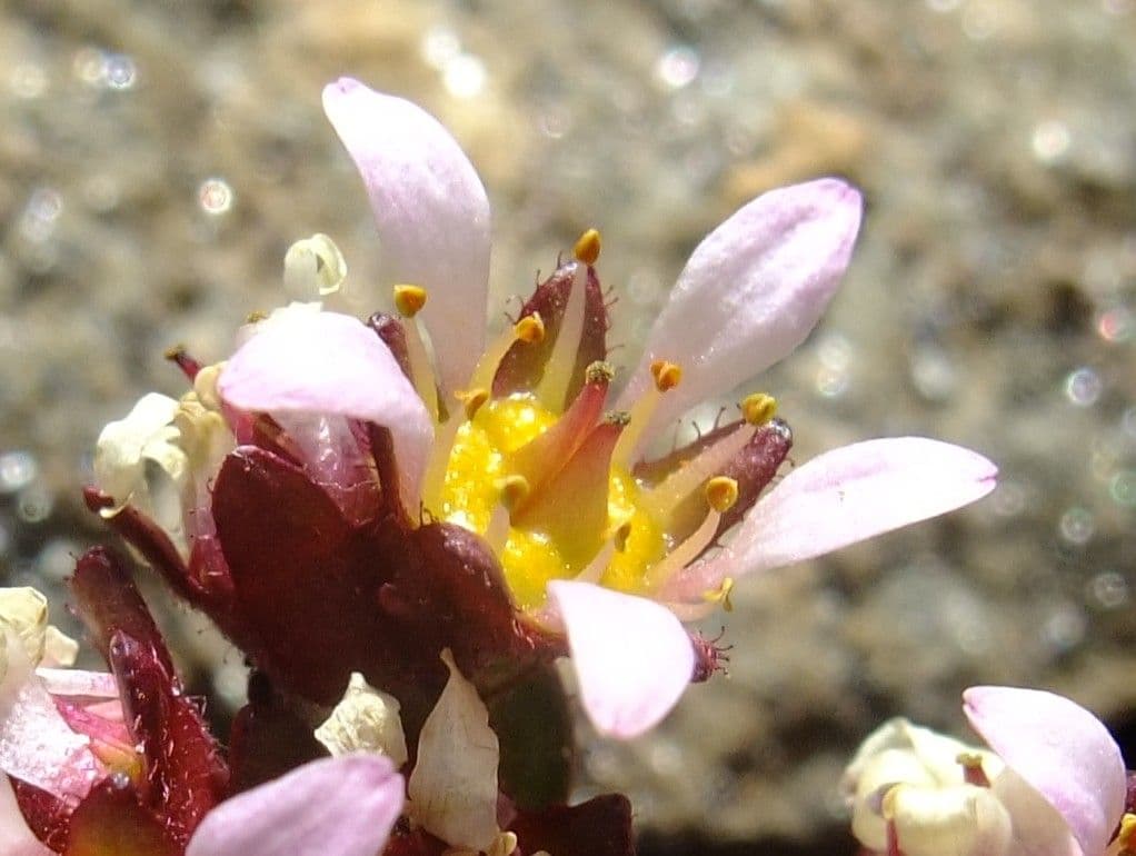 Sassifraga biflora 2