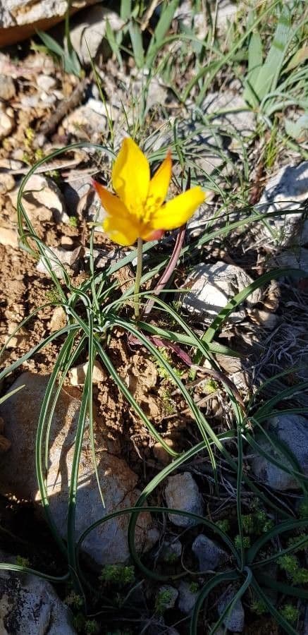 Tulipano selvatico 22