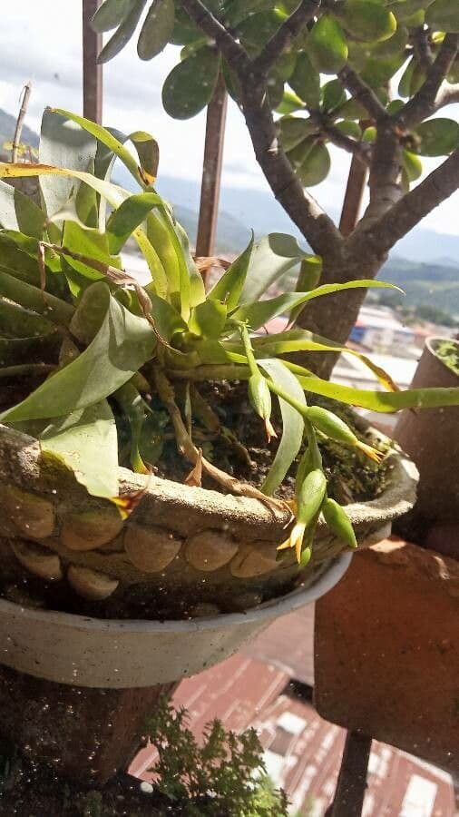 Catopsis sessiliflora 7
