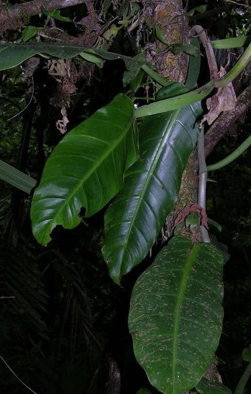 Filodendro