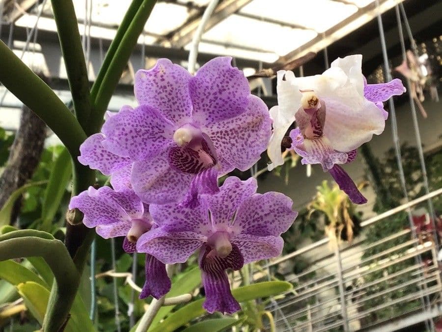 Vanda 12
