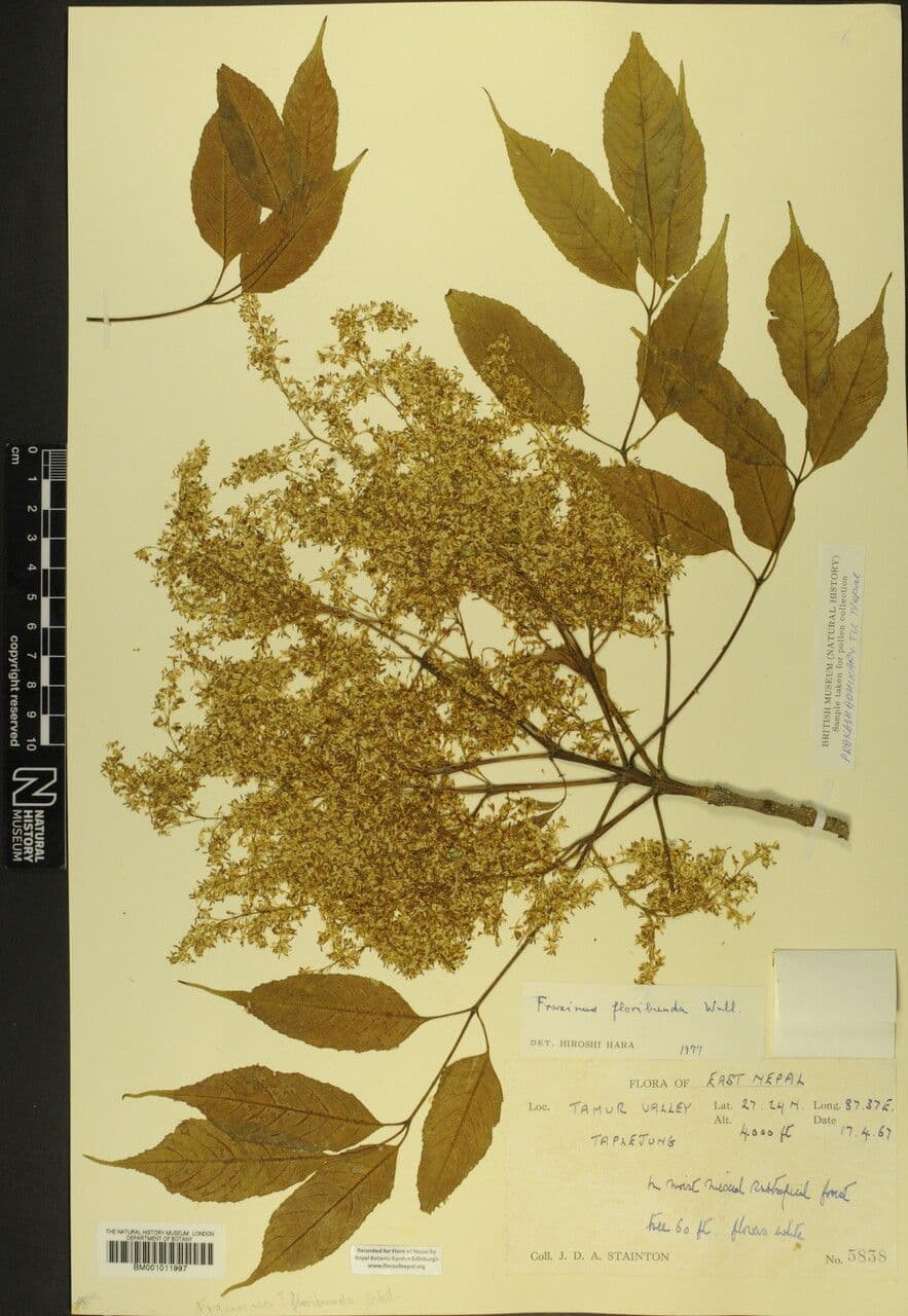 Esche 17