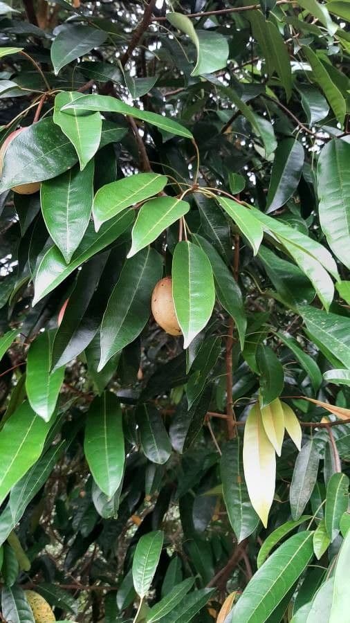 Elateriospermum tapos 11