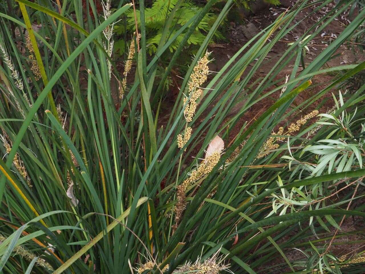 Lomandra 11