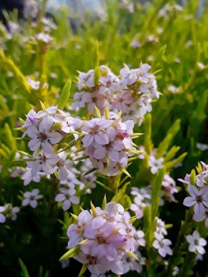 Phlox 4