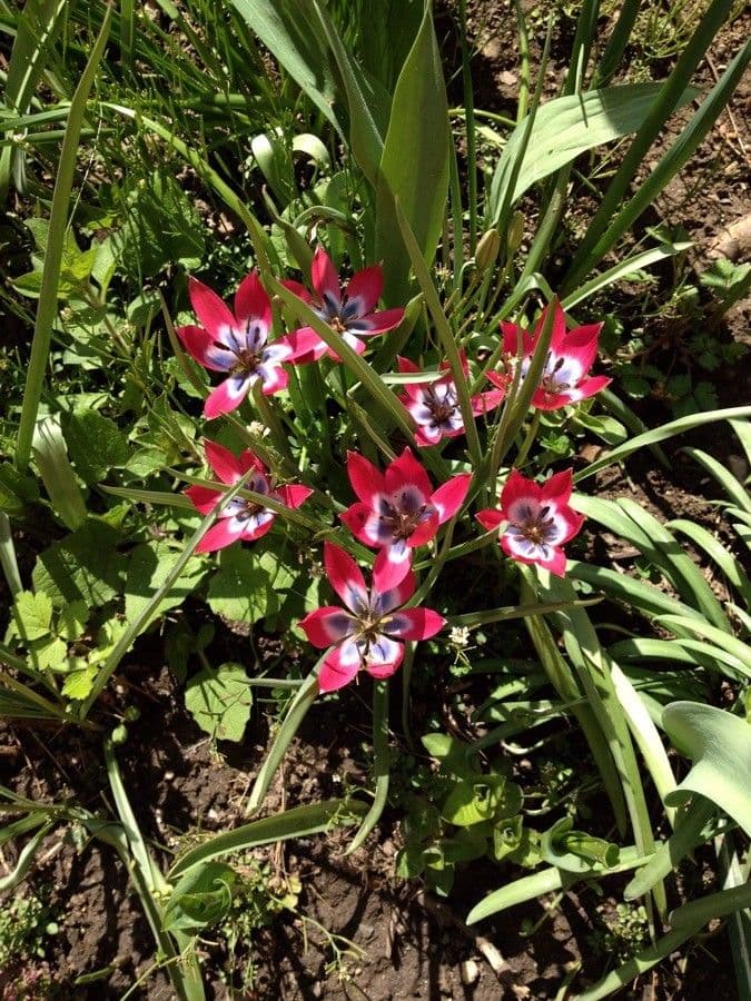 Clusius-Tulpe 12
