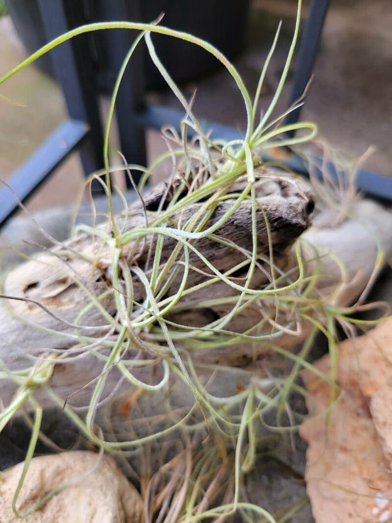 Tillandsia 6
