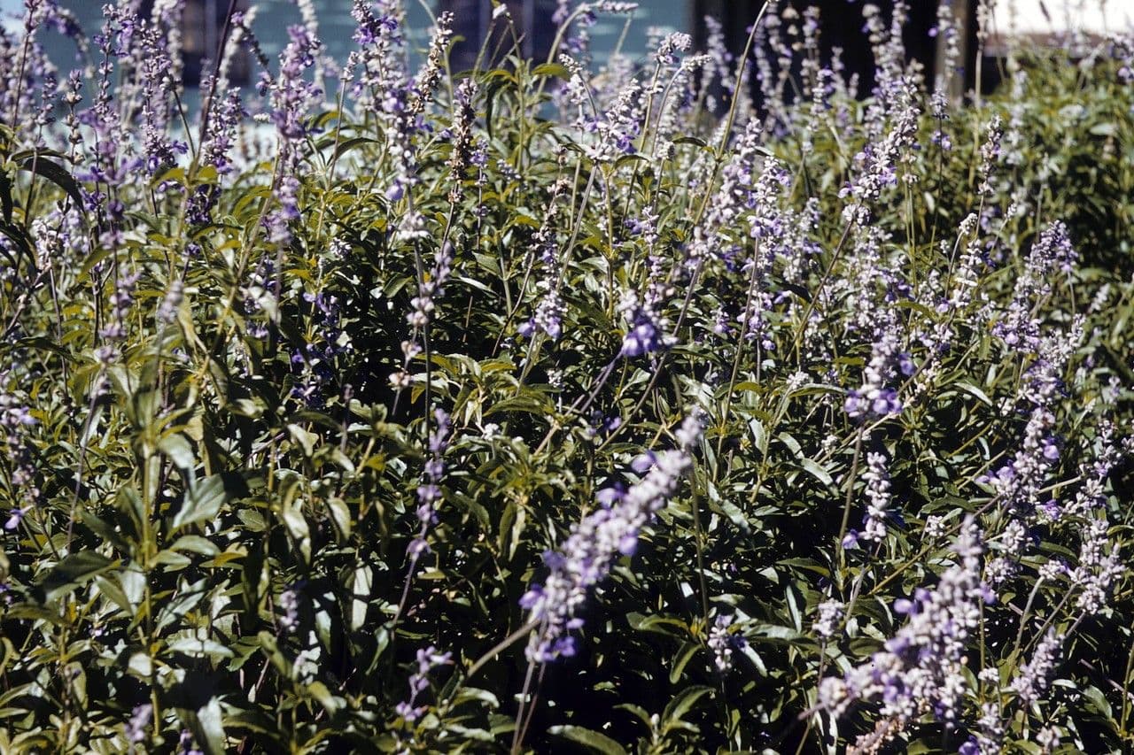 Salvia 7