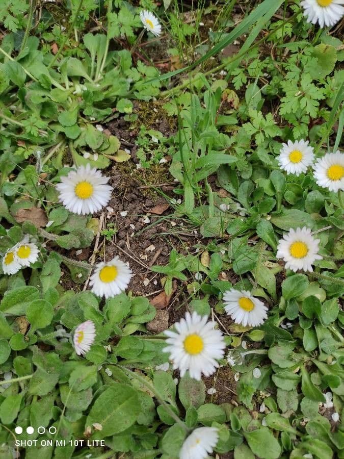 Margherita annuale 25