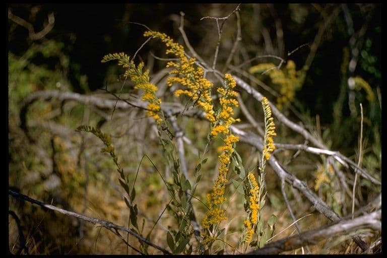Solidago 9