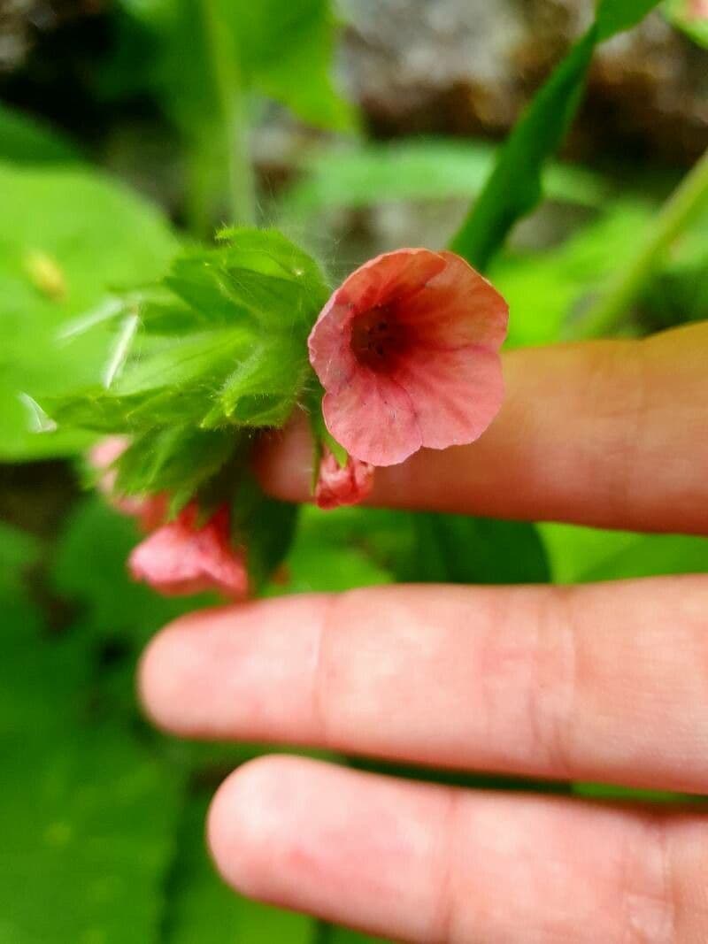 Polmonaria rossa