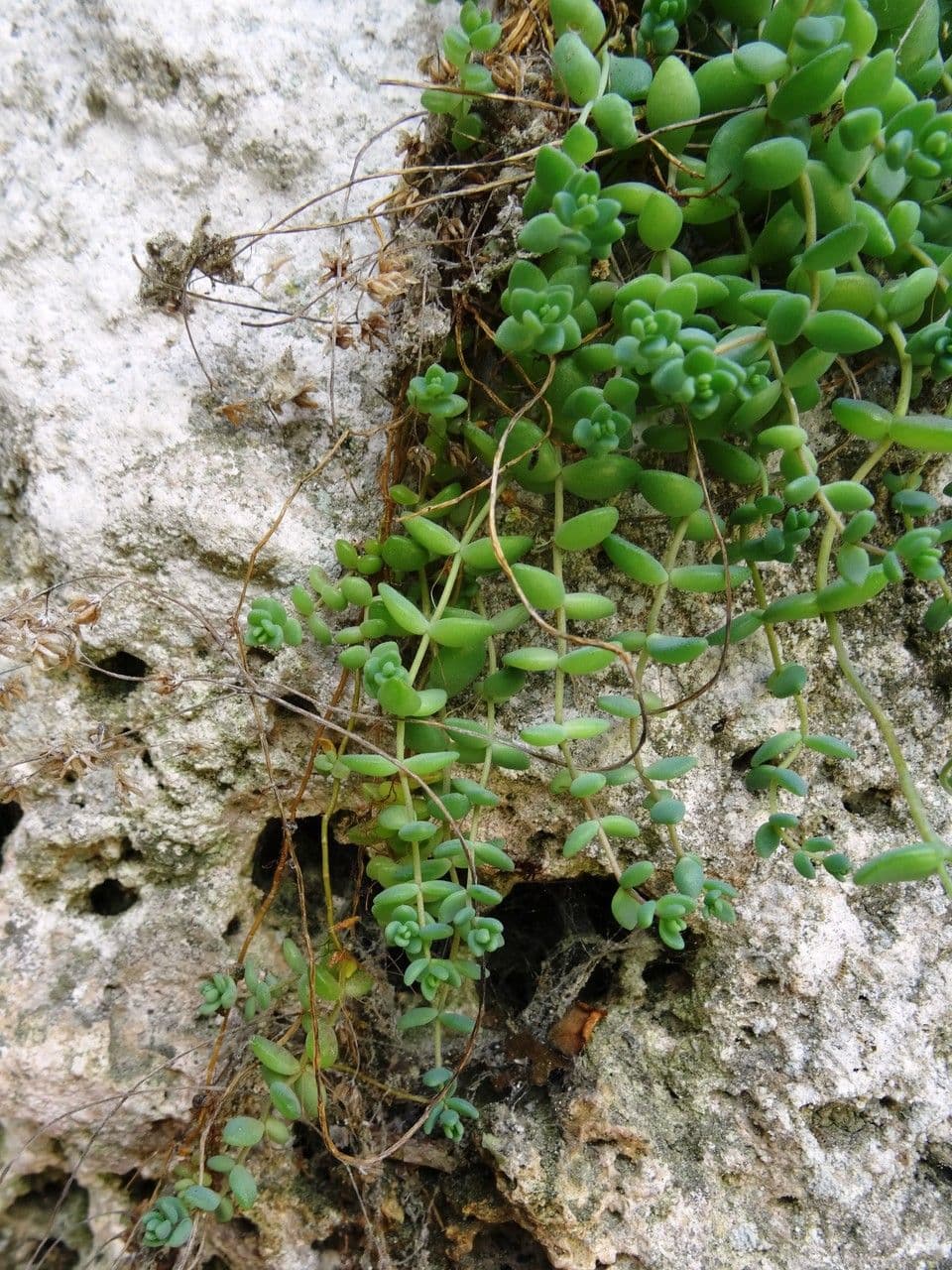 Borracina cinerea 12