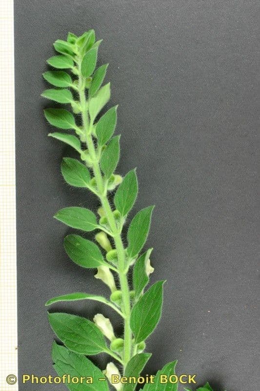Scutellaria 20