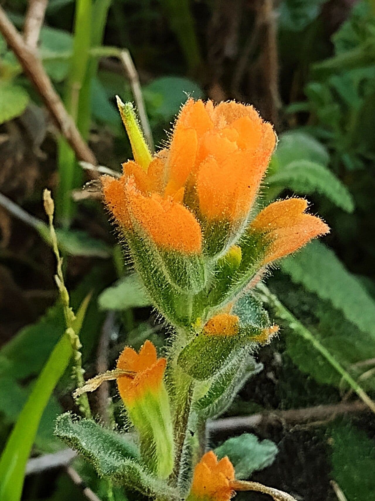 Castilleja Affinis 3