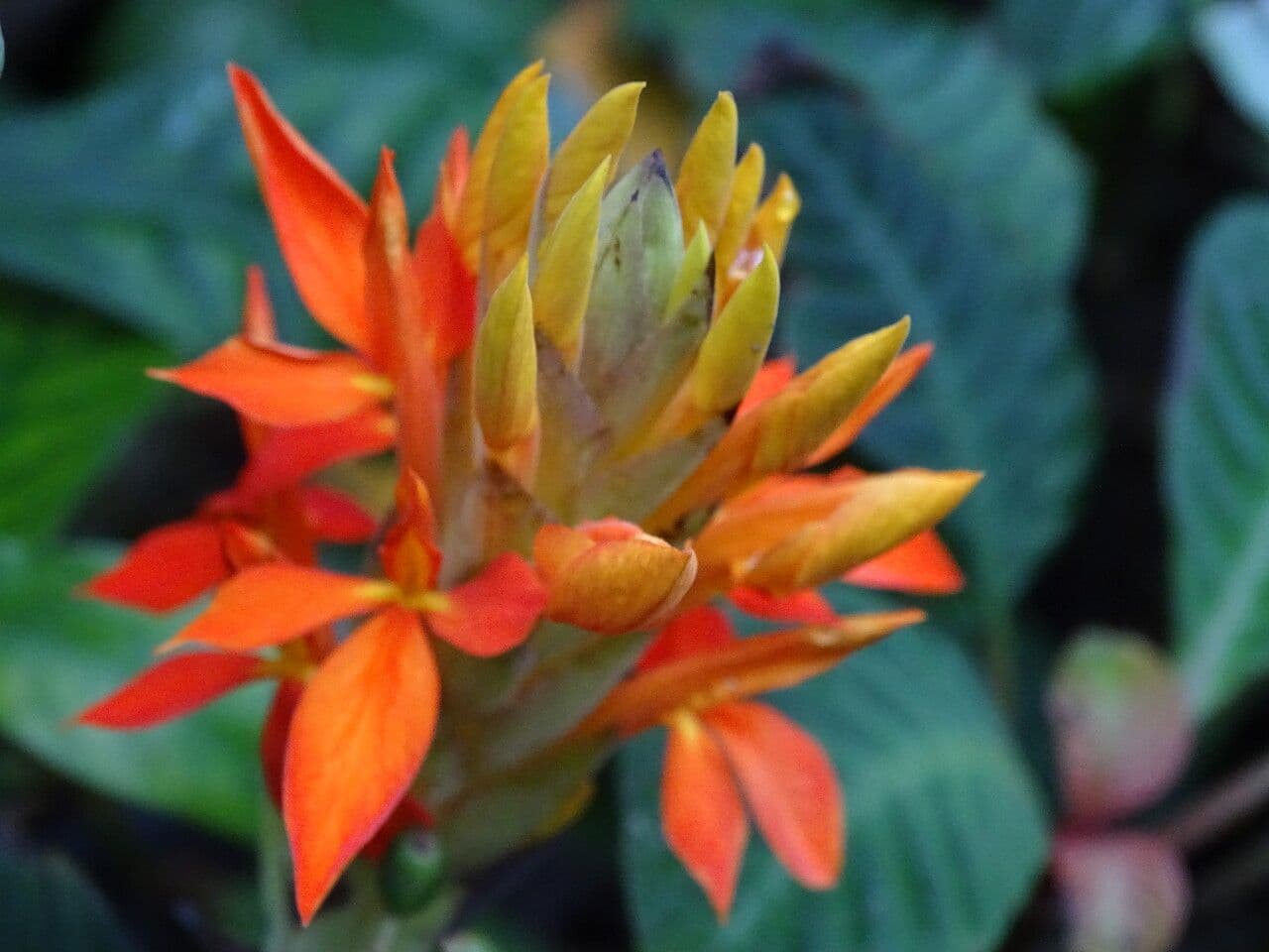 Aphelandra aurantiaca 4