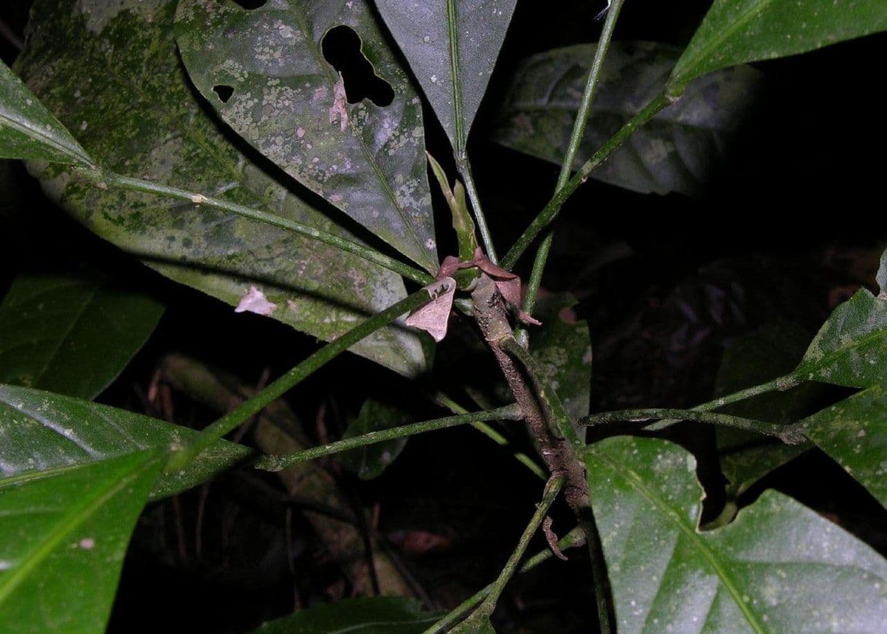 Toxosiphon 7