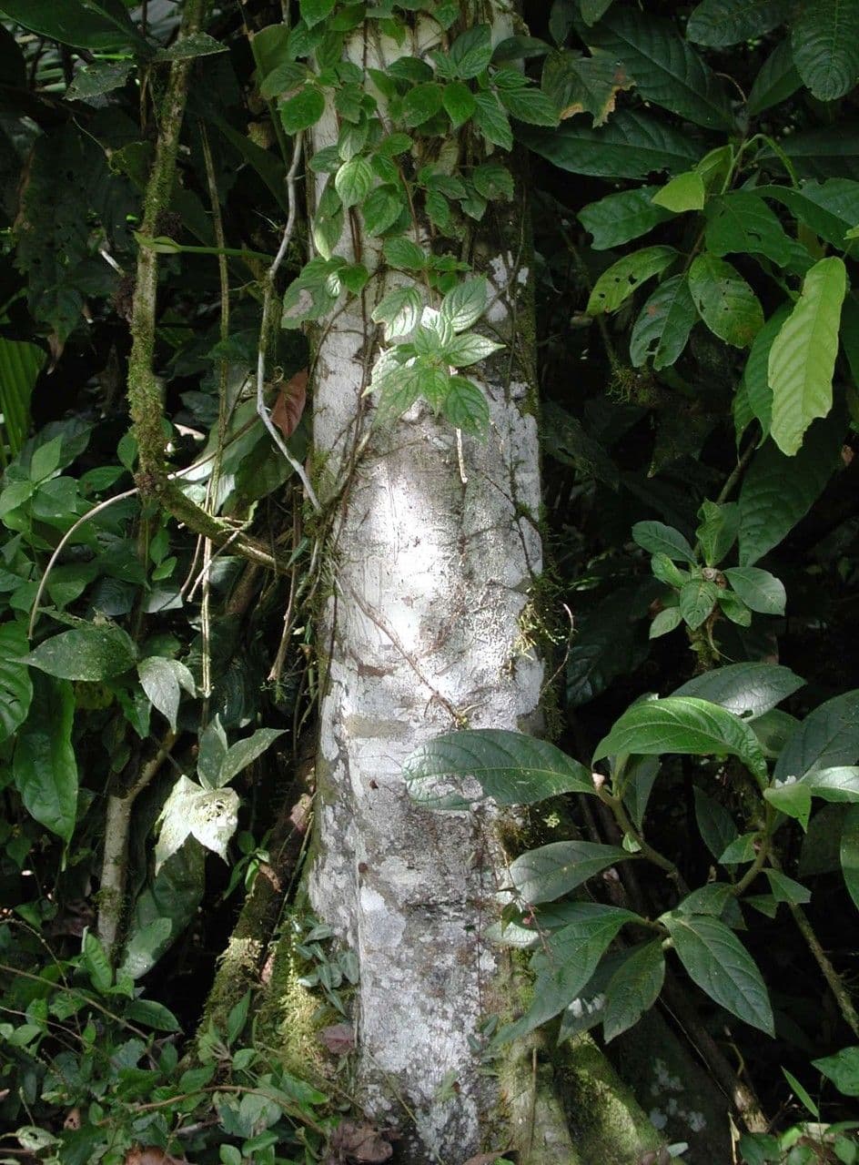 Nectandra 2