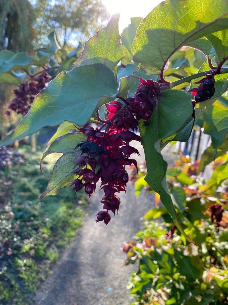 Leycesteria 5