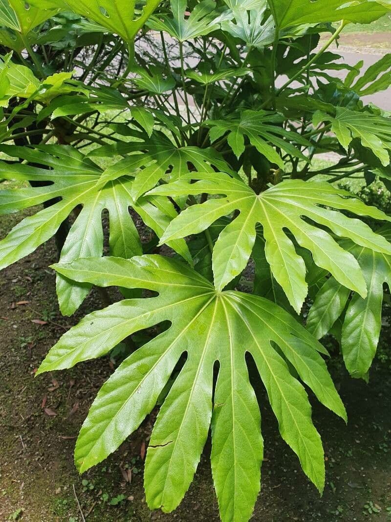 Fatsia 3