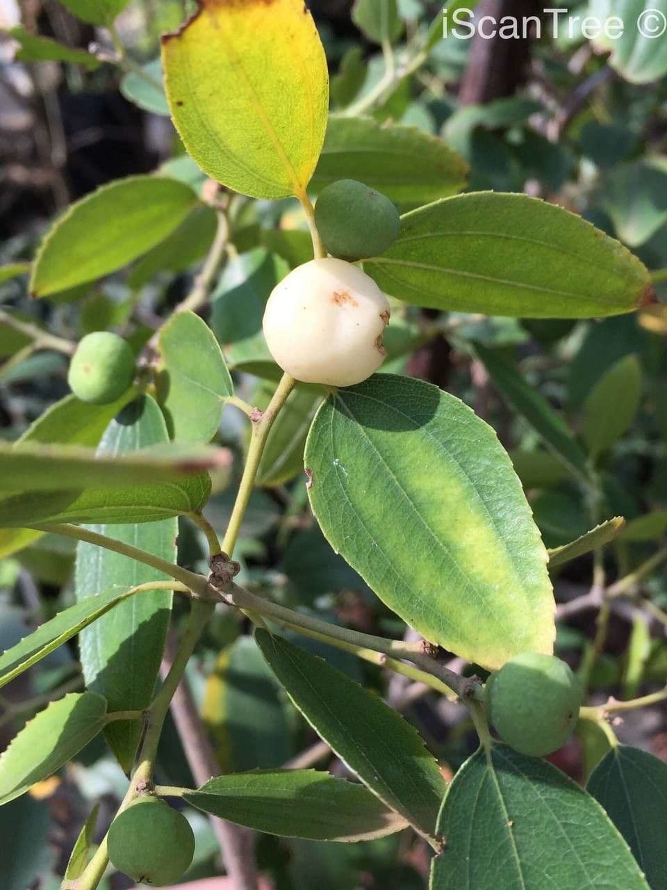 Ziziphus 3