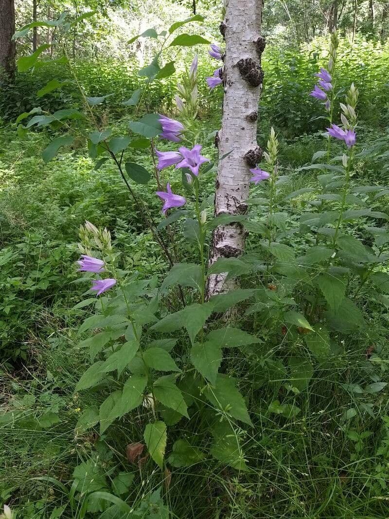 Breitblättrige Glockenblume 14