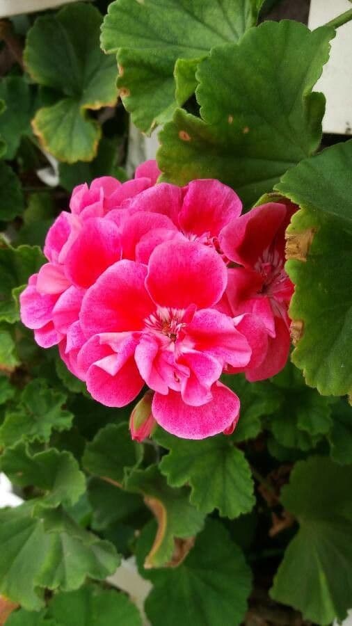 Pelargonium inodorum 4