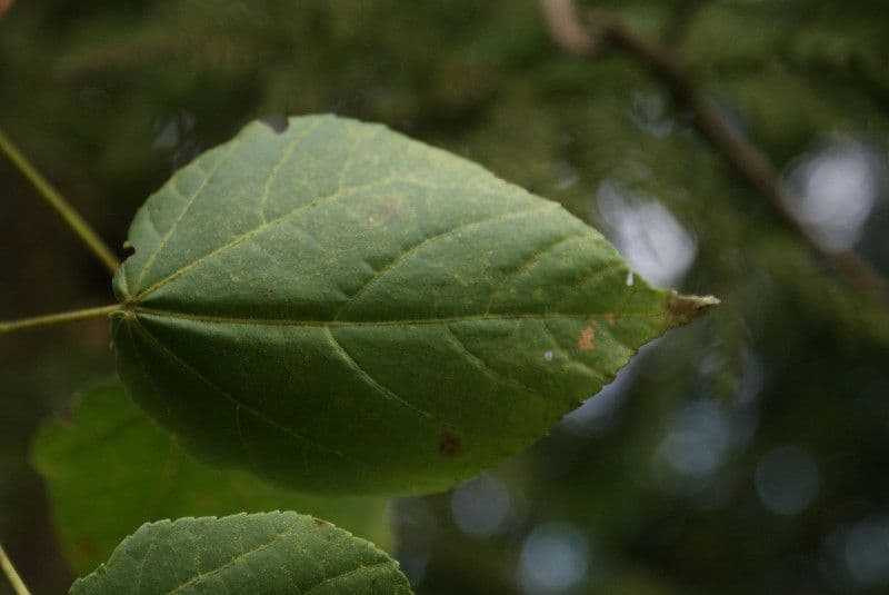 Dombeya 10