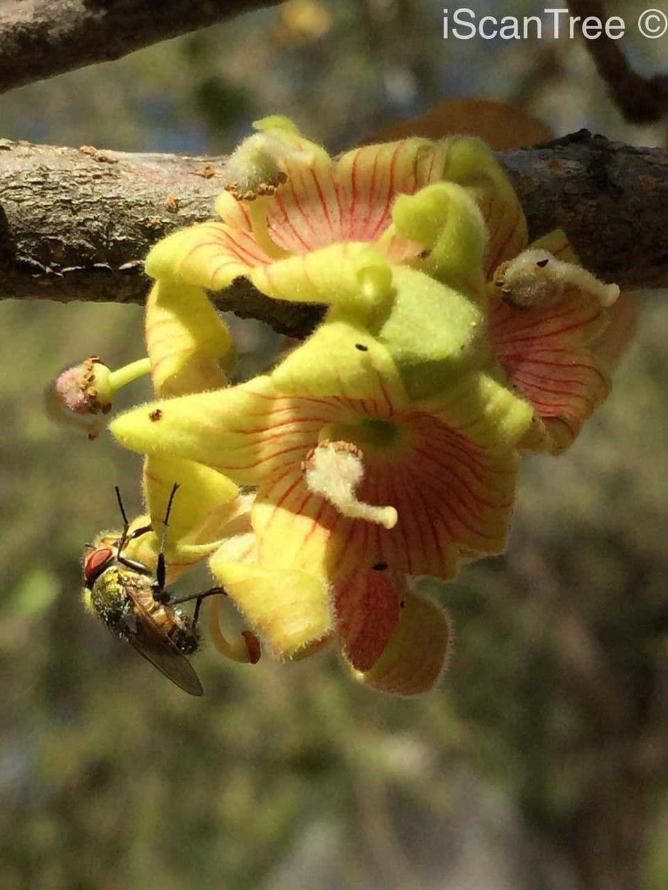 Sterculia 6
