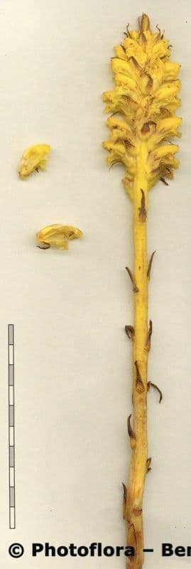 Orobanche del ginestrone 28
