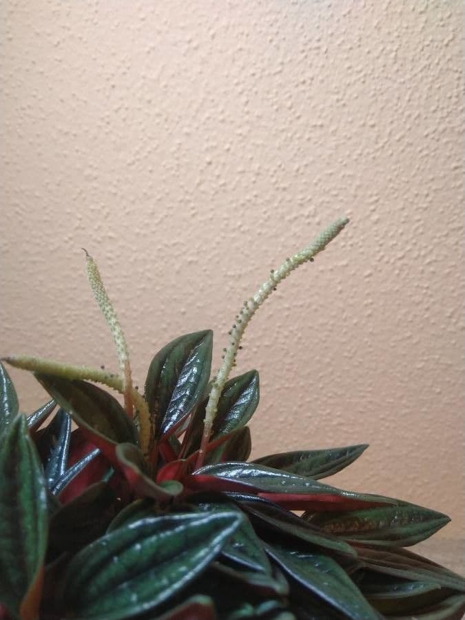 Peperomia 5