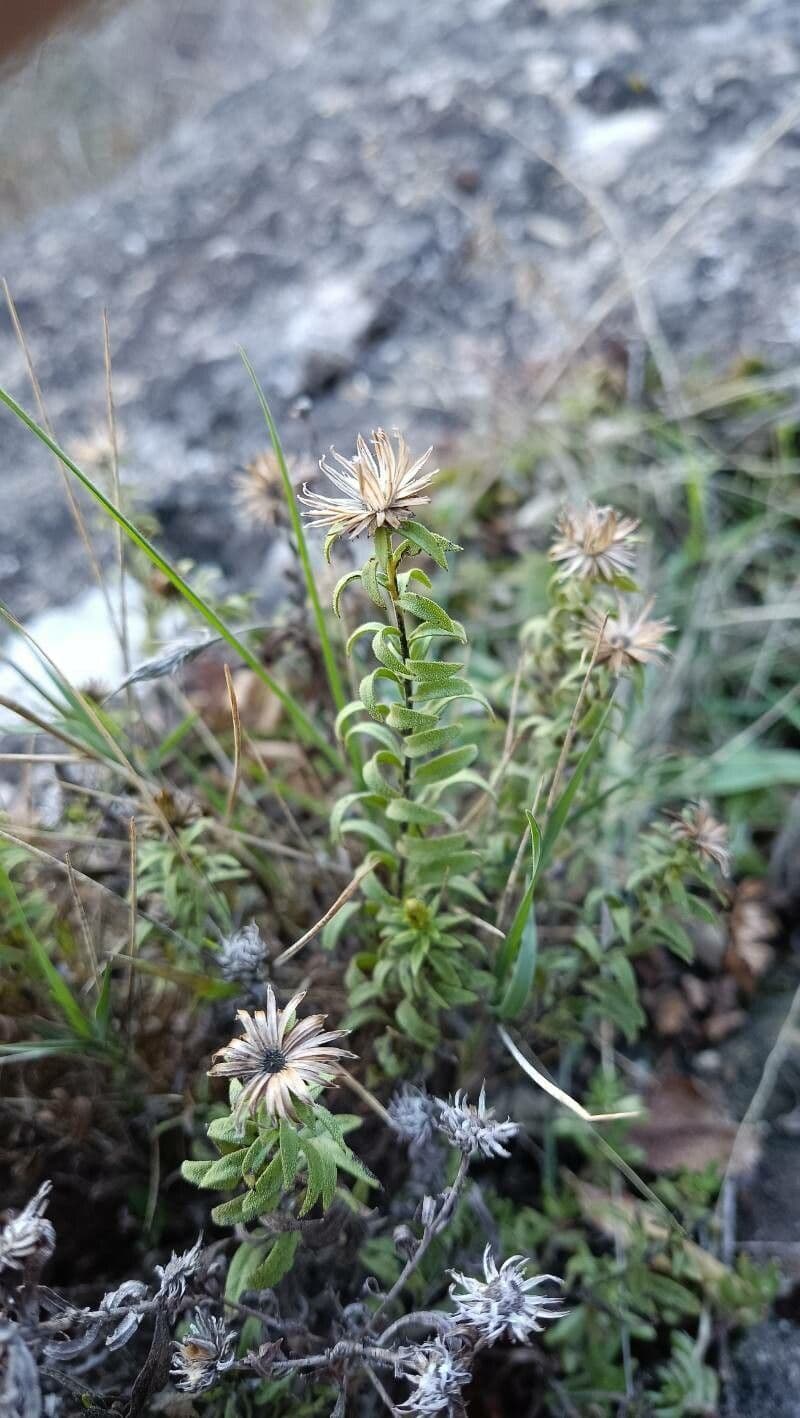Klebrige chilienblume 3