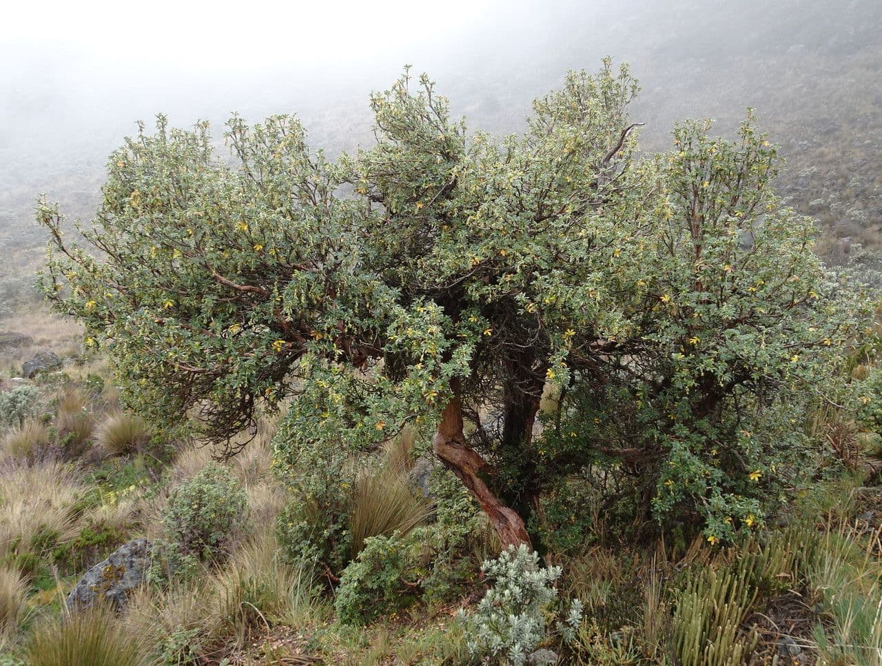 Polylepis sericea 5