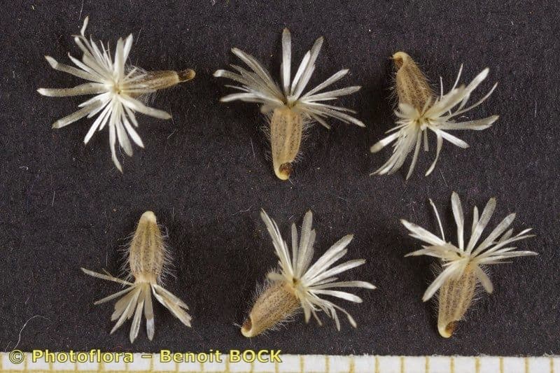 Volutaria tubuliflora 16