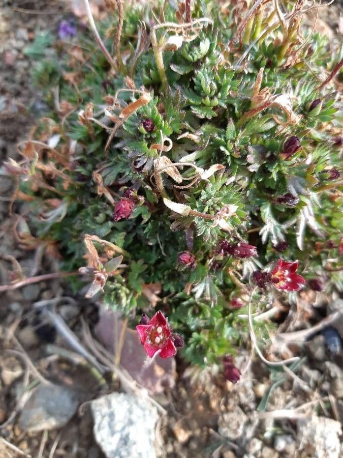 Sassifraga praetermissa