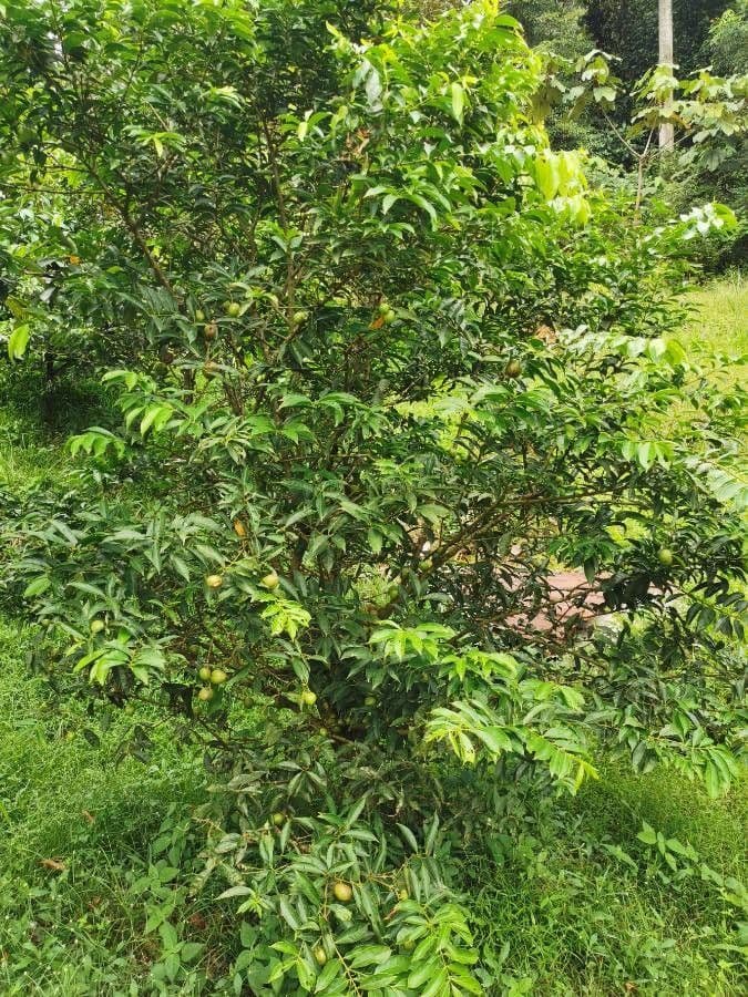 Phaleria 6