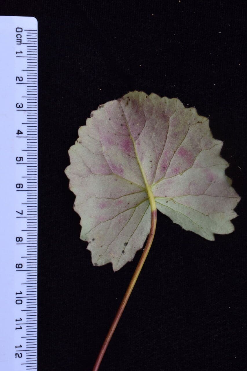 Cremanthodium 14