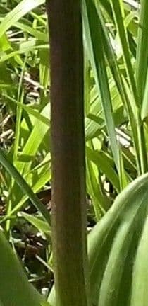 Orchide maggiore 25