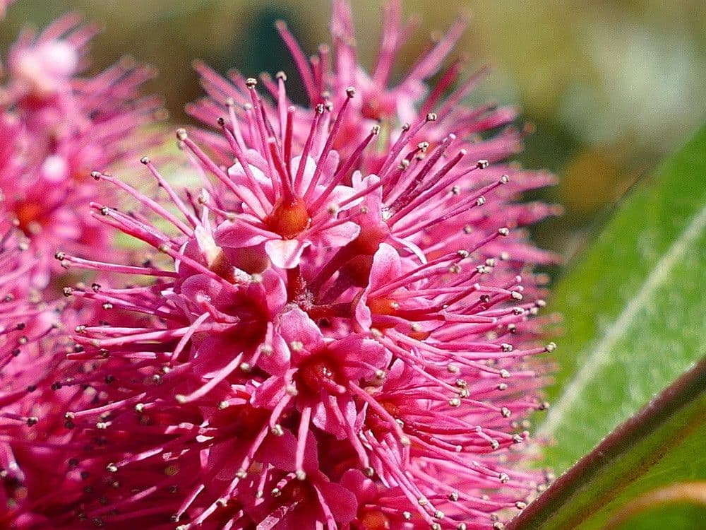 Cunonia 9