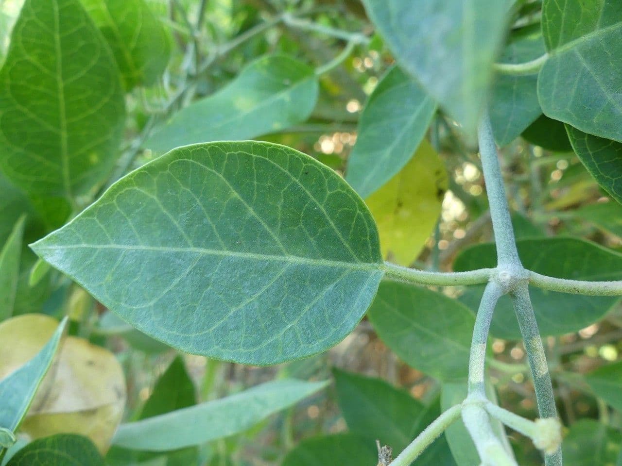 Leptadenia madagascariensis 7