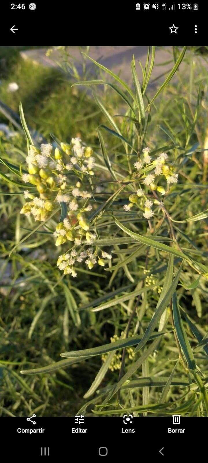 Baccharis neglecta 12