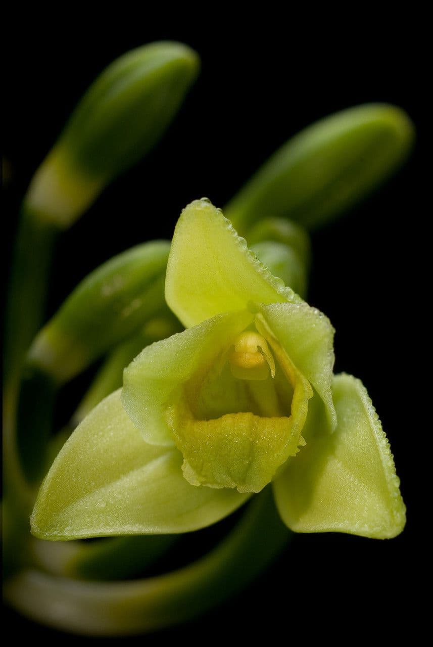 Vaniglia pompona 2