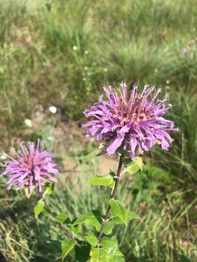 Monarda 7