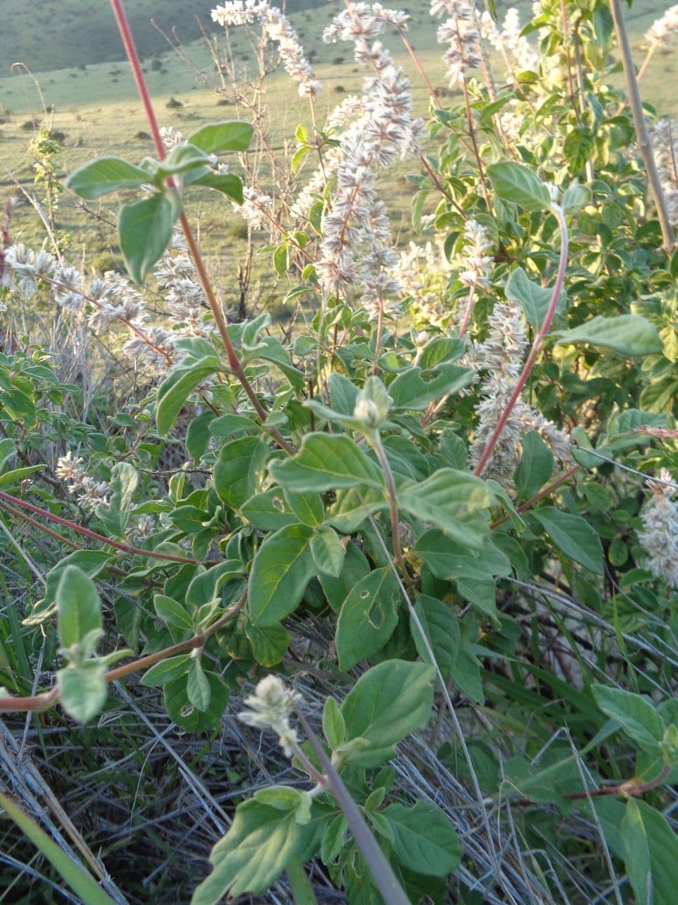 Sericocomopsis 16
