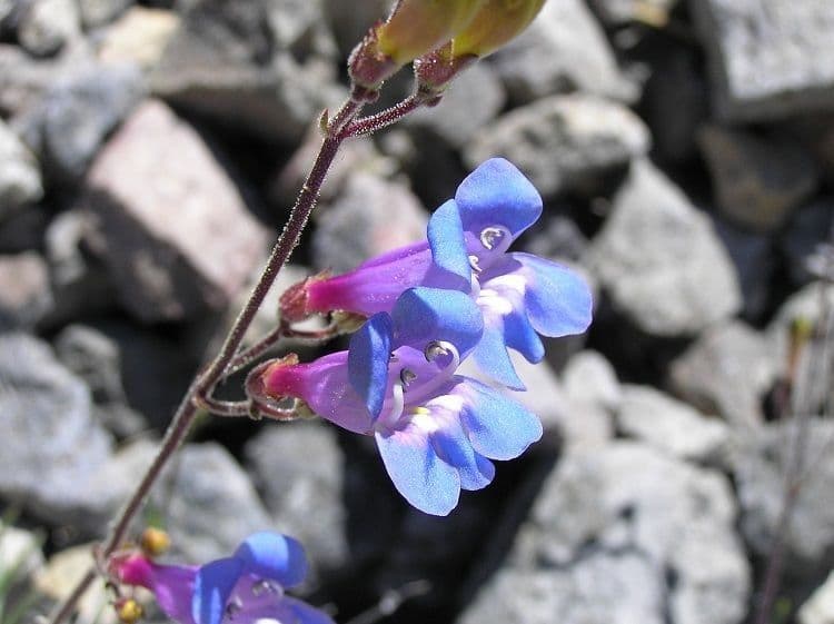 Penstemon 4