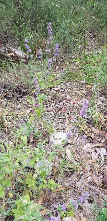Salvia 2