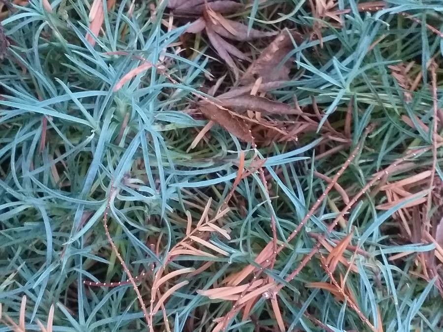 Armeria 2